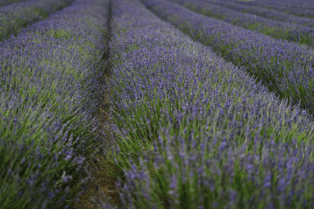 欧洲夏天的田野上薰衣草盛开。图片下载