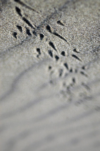 干燥的沙滩和清澈的蓝天特写图片下载