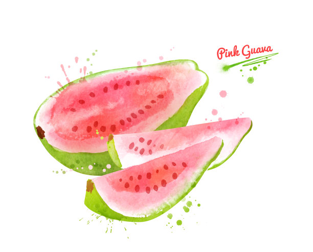 粉红色番石榴的水彩插图图片下载