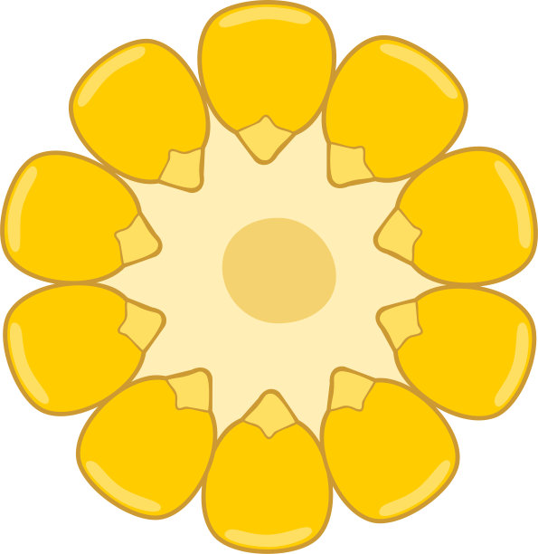 在白色背景下分离出横截面为黄色的玉米芯图片下载