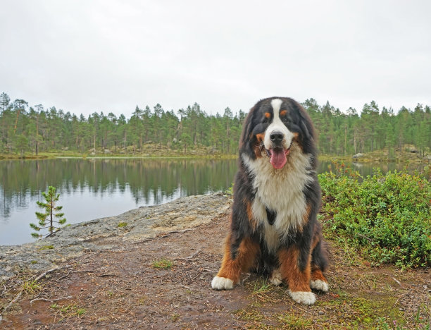 伯恩斯山地犬坐在芬兰拉普兰的湖边图片下载