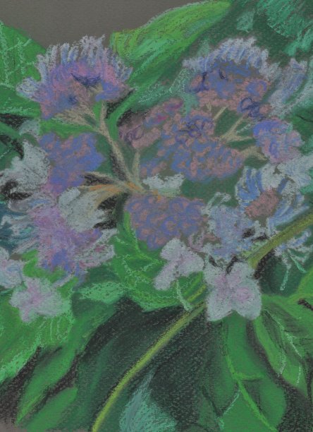 节俭优雅的绣球花。图片下载