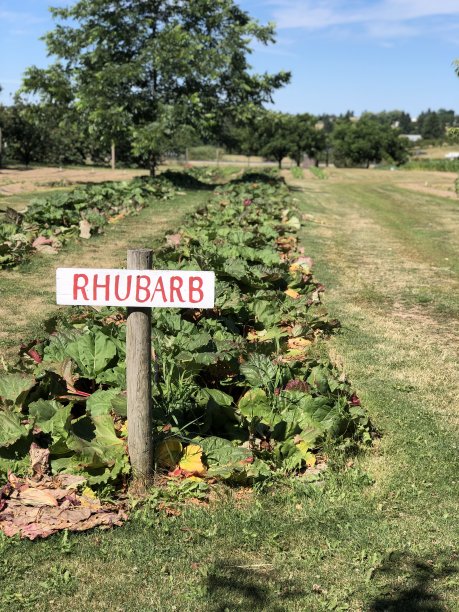 大黄作物生长在地里图片下载