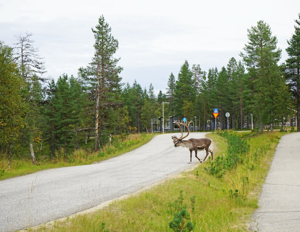 芬兰拉普兰的一只驯鹿正在过马路图片下载