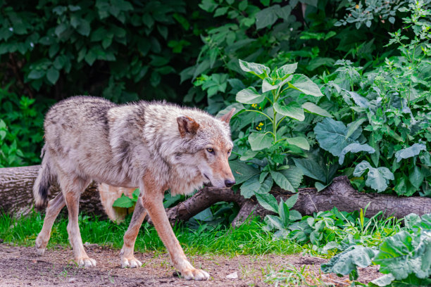 灰太狼图片下载