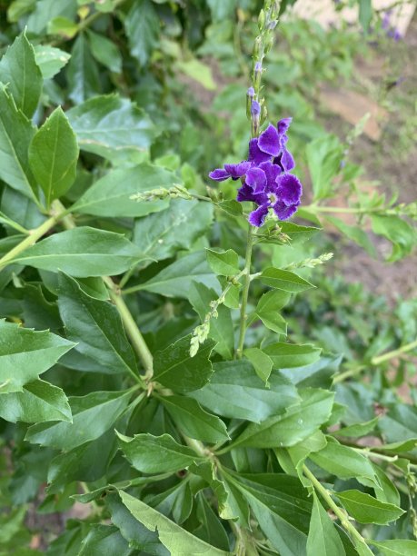 紫色植物上的蜜蜂图片下载