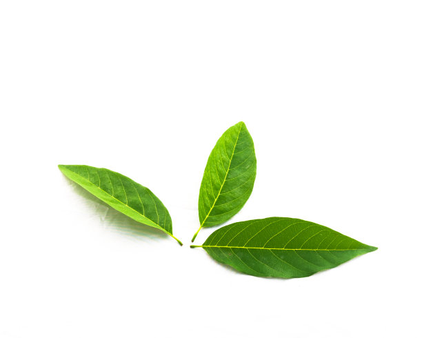 工作室拍摄了三片新鲜的绿糖苹果叶子，它们被孤立在白色的叶子上图片下载