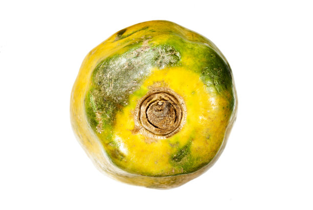 白底木瓜，热带水果危地马拉，中美洲，农业生产。图片下载