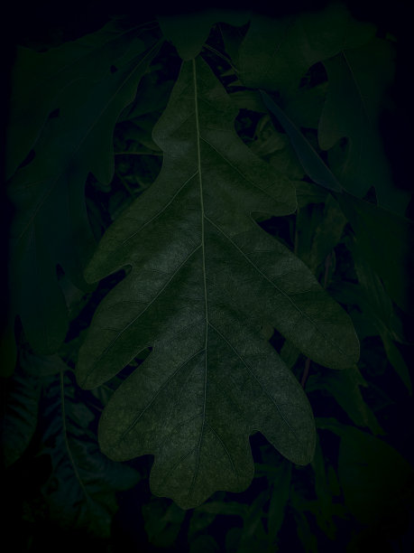 黑暗的自然背景-橡树叶图片下载