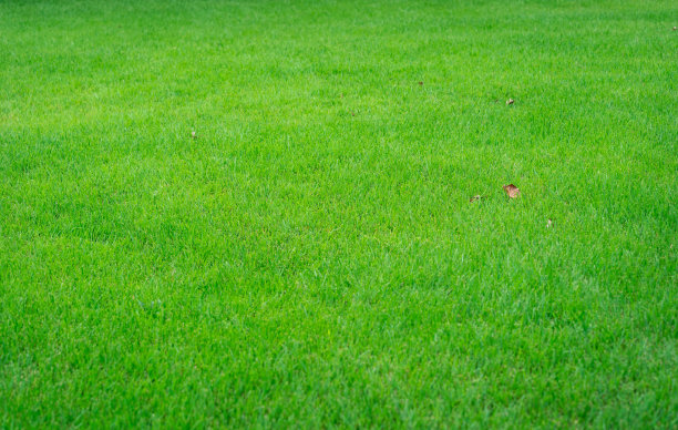 绿色的草坪上背景图片下载