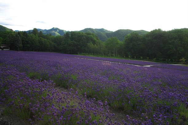 芳香的薰衣草田图片下载