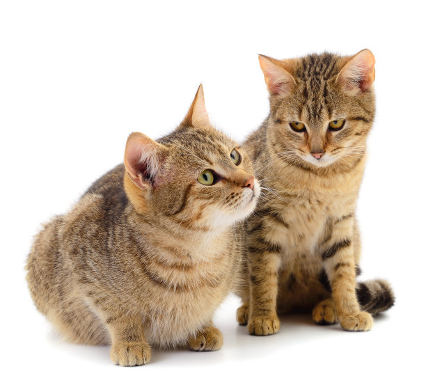 两只棕色的家猫。图片下载
