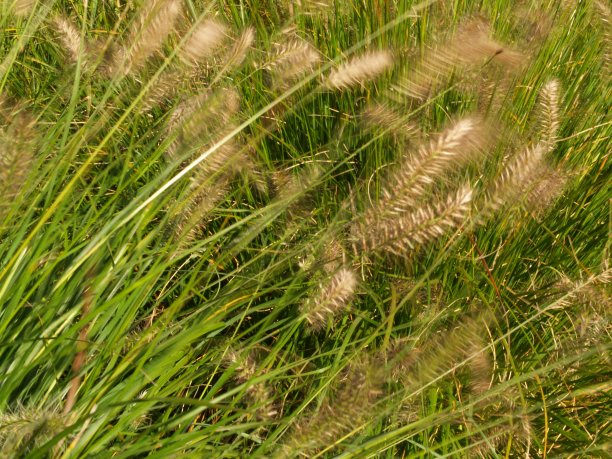 风吹草图片下载