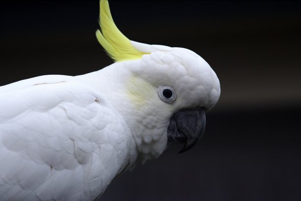 硫葵花凤头鹦鹉图片下载