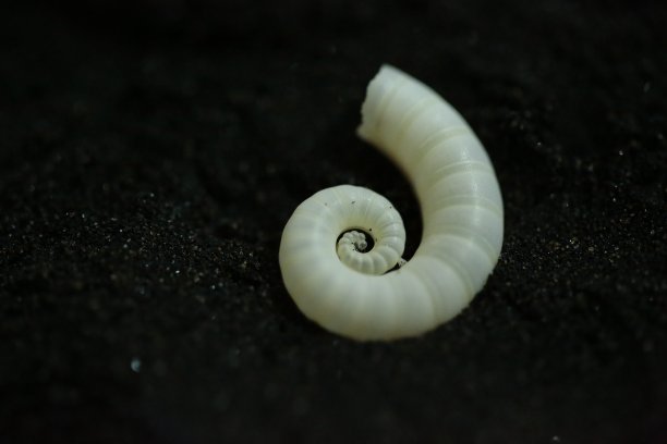 黑沙上的螺旋壳图片下载