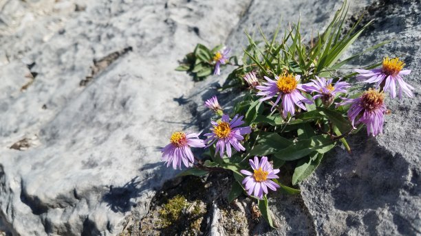 花在岩石上图片下载