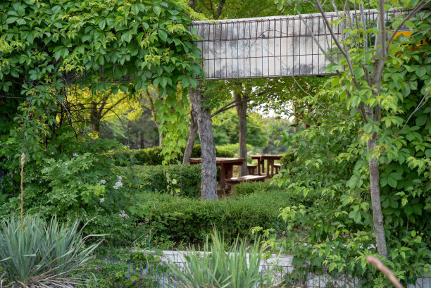 一个长满绿叶的公园作为背景图片下载