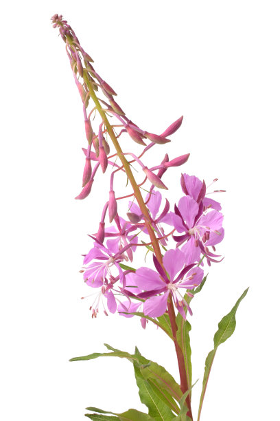 杂草的花图片下载