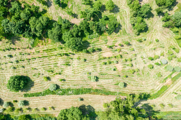 鸟瞰图的公园景观与茂密的新鲜的绿色树木和修剪的草坪图片下载