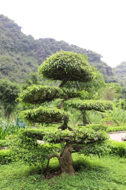 高大蓬松的盆景生长在岩石山脚下的一条河，越南北部图片下载