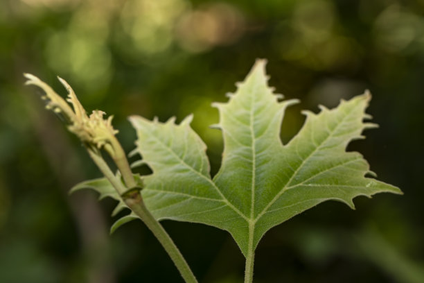 绿牛角叶前景网络背景流感图片下载