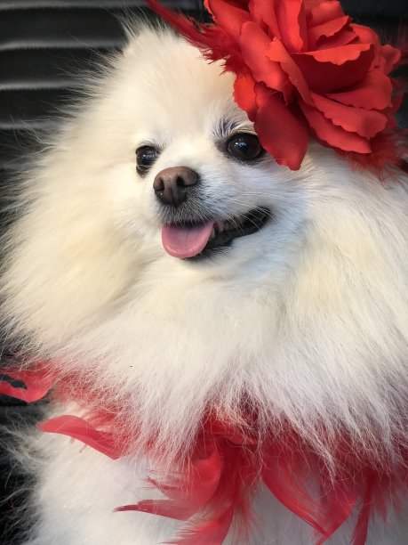 用红色的狗图片下载