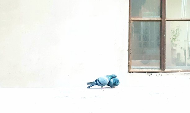 创意爱情鸟照片图片下载