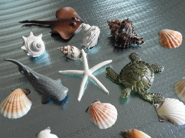 桌上贝壳的高角度视图图片下载