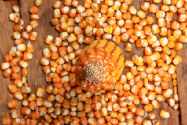 俯视图干燥的玉米木制背景图片下载