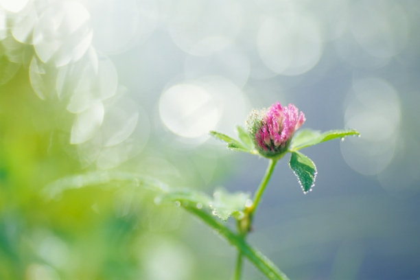 红三叶草的光芒。图片下载