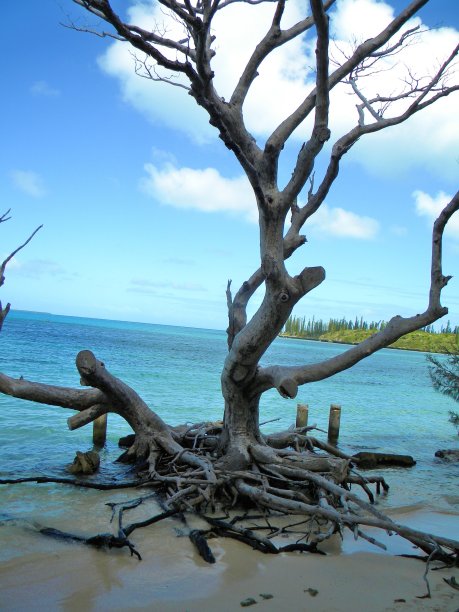 新喀里多尼亚的枯树图片下载