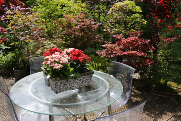 阳光明媚的夏天，后院花园木材装饰用餐区，有槽的木制甲板，玻璃露台桌子上的Kalanchoe花和有机玻璃椅子周围的盆景树日本枫树展示，景观东方禅宗植物图片下载