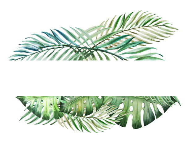 美丽的热带留文本框。蓬莱蕉,手掌。水彩画。外来植物。自然的打印。副本的空间。图片下载