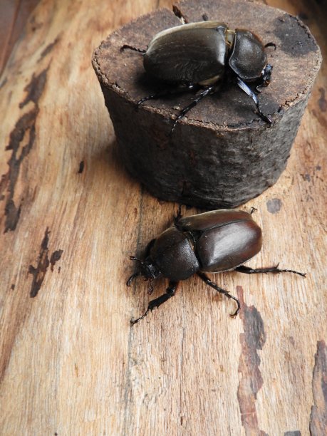 木头上的昆虫特写镜头图片下载