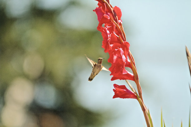 花鲜艳的蜂鸟图片下载