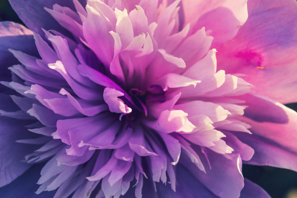 不寻常的牡丹图片下载