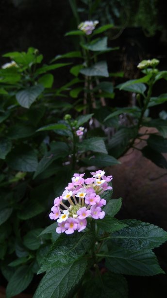 花园里种着马缨丹草图片下载