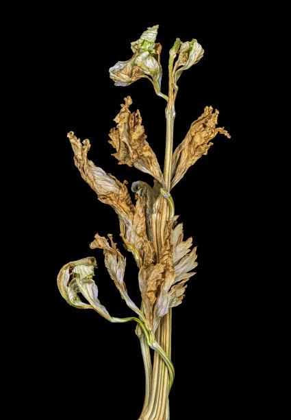 干芹菜茎，干叶呈绿色和金黄色图片下载