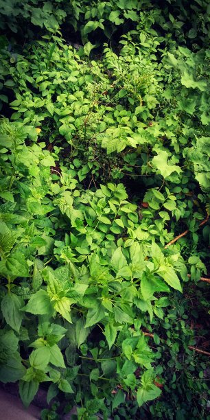 美丽的大自然图片下载