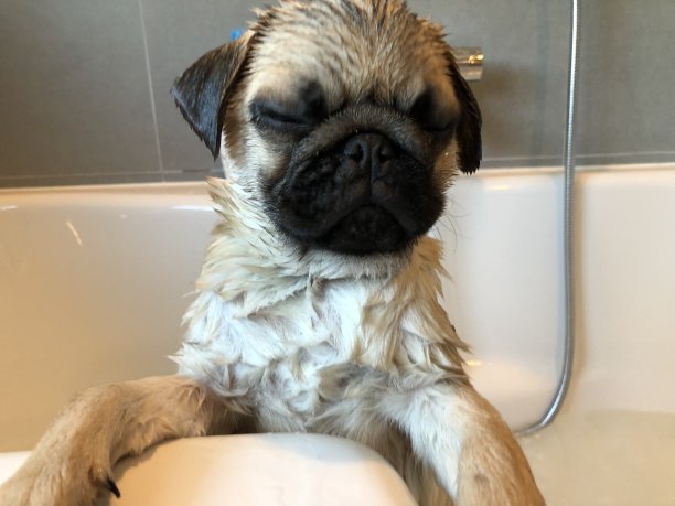 小哈巴狗图片下载