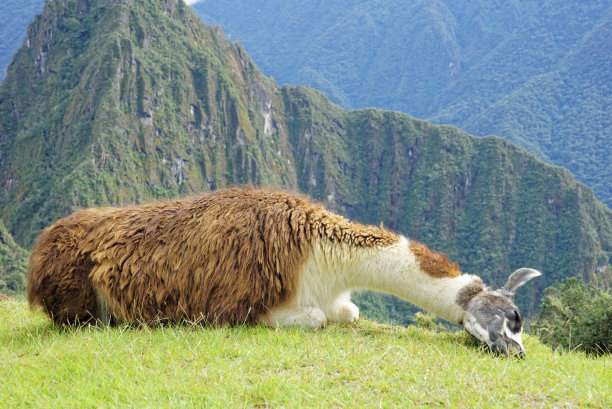 马丘比丘图片下载