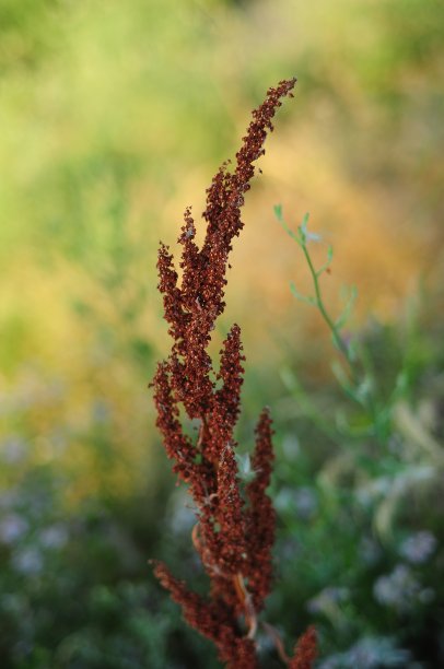 棕色干燥的植物图片下载