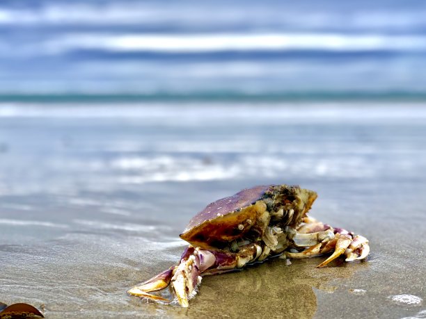沙滩上的海蟹图片下载