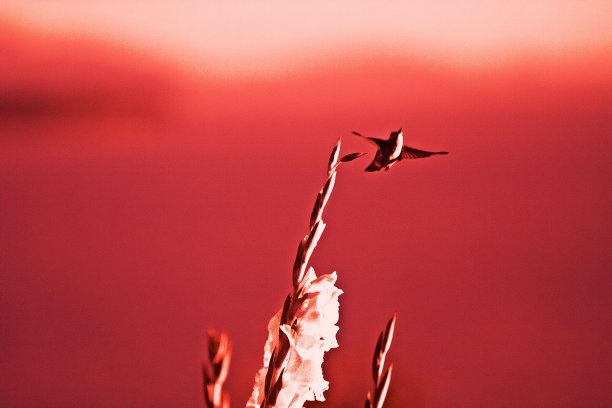 红色单色抽象自然，蜂鸟，花图片下载