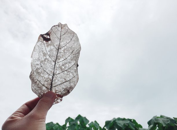透明的干叶可以看到纤维叶的骨架图片下载