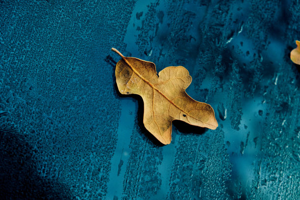 死秋天叶子图片下载