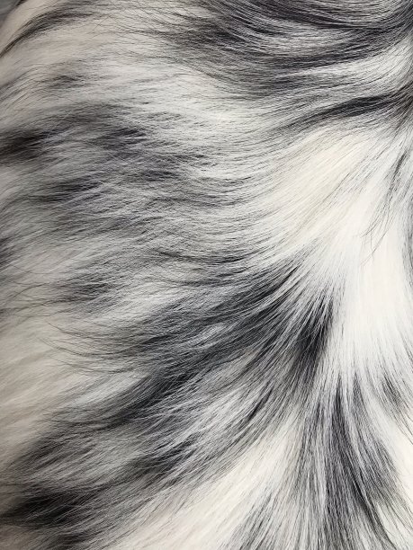 黑白皮毛图片下载