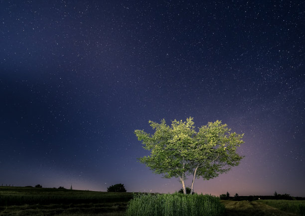 我一个树。图片下载
