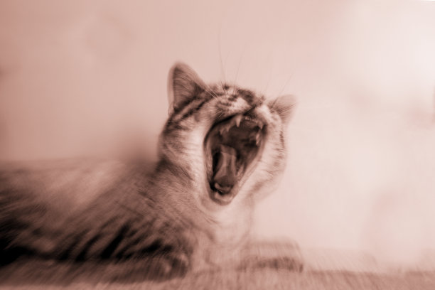 狂犬病。动物张开嘴，模糊不清图片下载