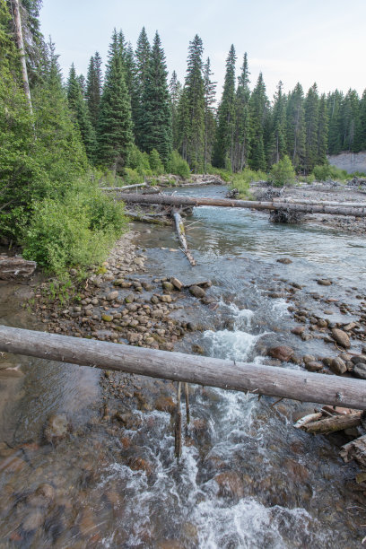 俄勒冈州的森林和小溪图片下载